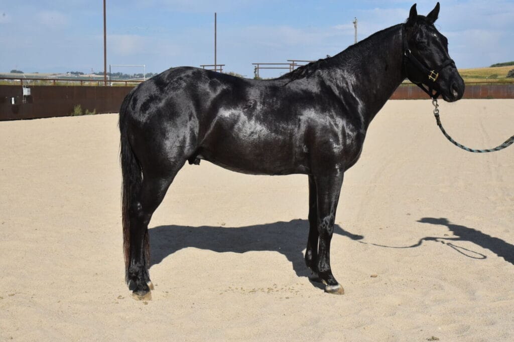 2018 Red roan stallion. Sire: Freckles Ta Fame. Dam: Streakin French Grey Streak of Fling x French TJ Grey