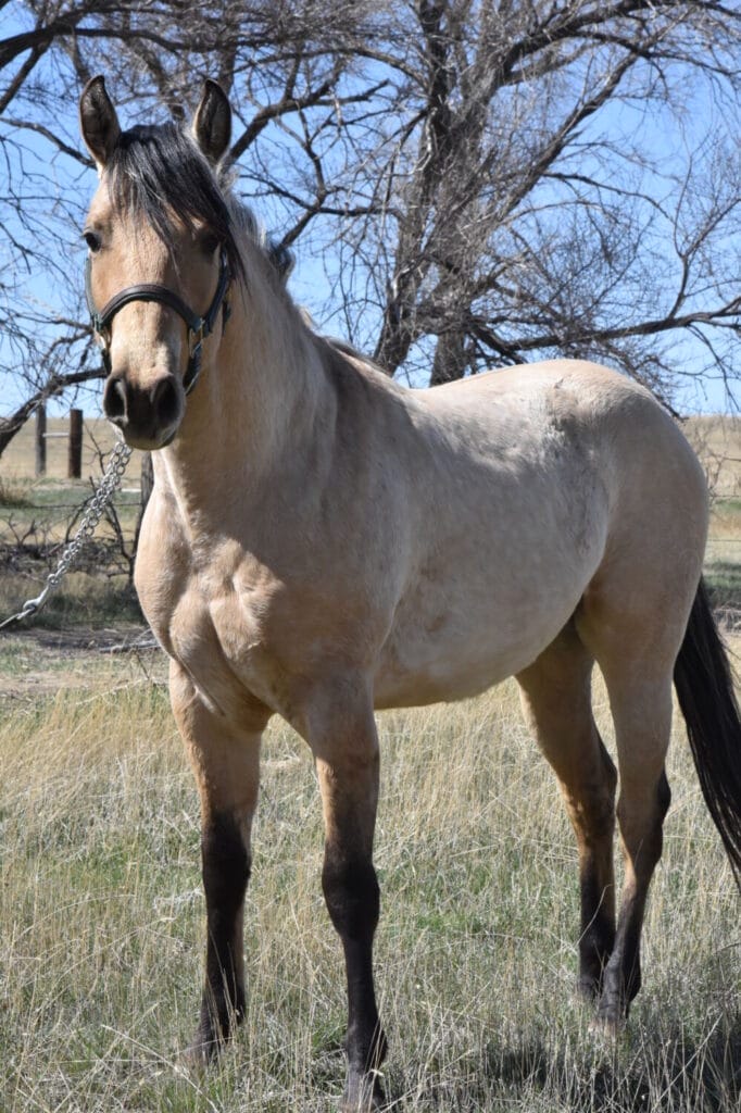 2018 Red roan stallion. Sire: Freckles Ta Fame. Dam: Streakin French Grey Streak of Fling x French TJ Grey