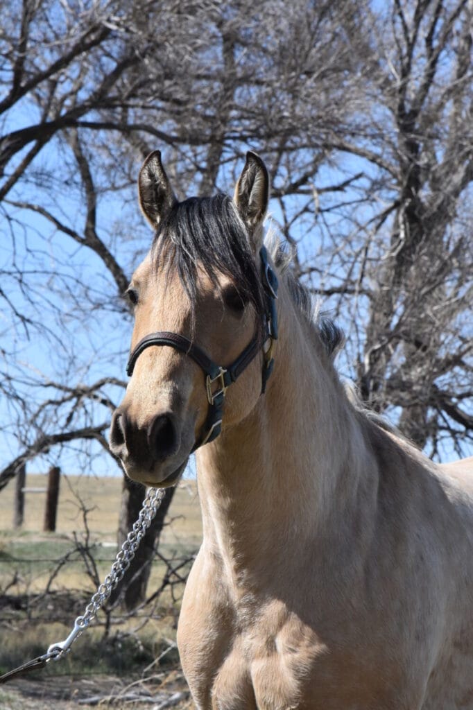 2018 Red roan stallion. Sire: Freckles Ta Fame. Dam: Streakin French Grey Streak of Fling x French TJ Grey