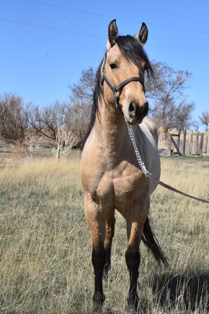 2018 Red roan stallion. Sire: Freckles Ta Fame. Dam: Streakin French Grey Streak of Fling x French TJ Grey
