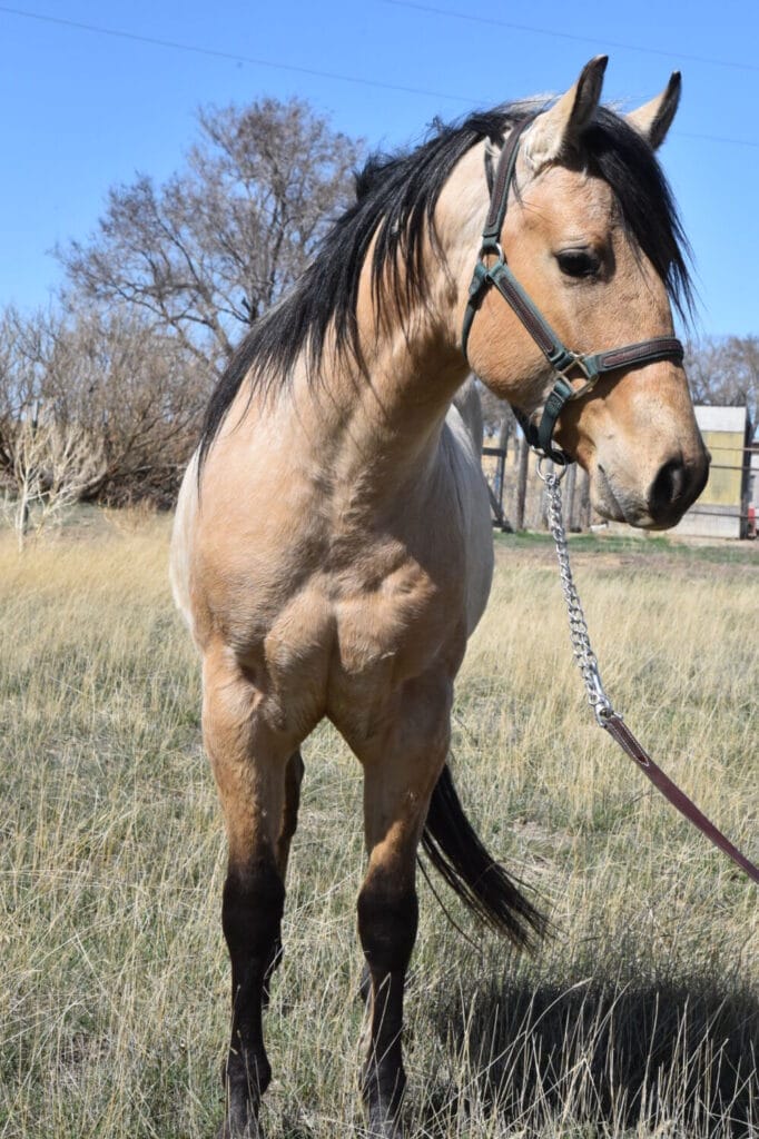 2018 Red roan stallion. Sire: Freckles Ta Fame. Dam: Streakin French Grey Streak of Fling x French TJ Grey
