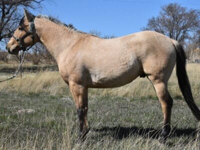 2018 Red roan stallion. Sire: Freckles Ta Fame. Dam: Streakin French Grey Streak of Fling x French TJ Grey