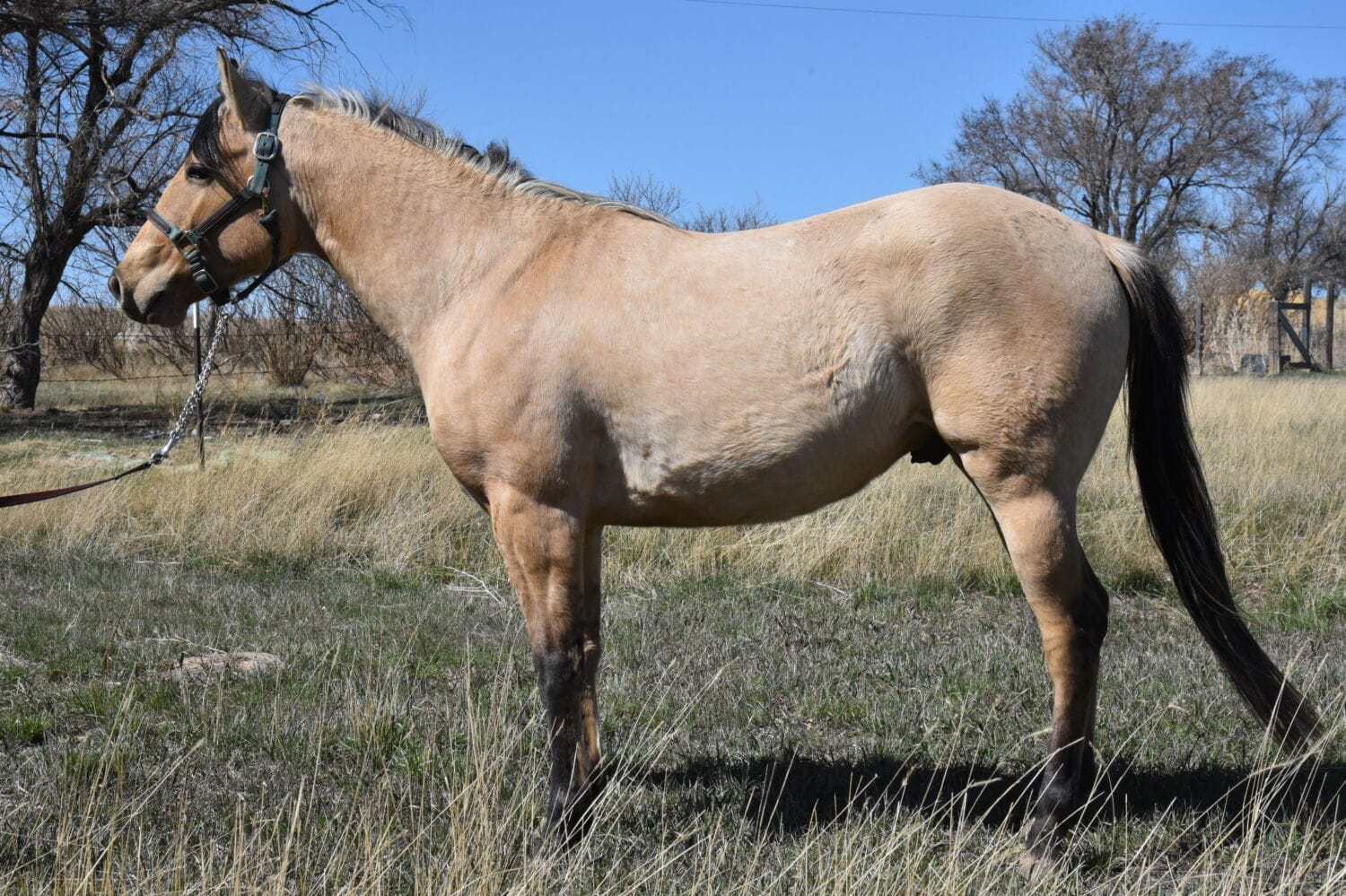 2018 Red roan stallion. Sire: Freckles Ta Fame. Dam: Streakin French Grey Streak of Fling x French TJ Grey