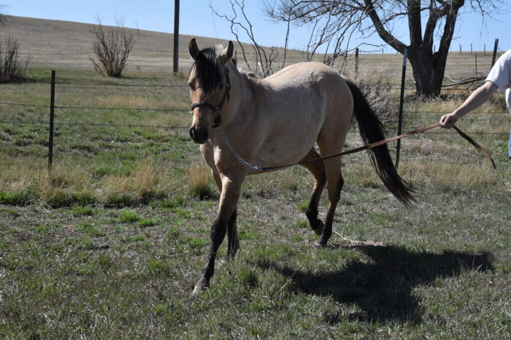 2018 Red roan stallion. Sire: Freckles Ta Fame. Dam: Streakin French Grey Streak of Fling x French TJ Grey