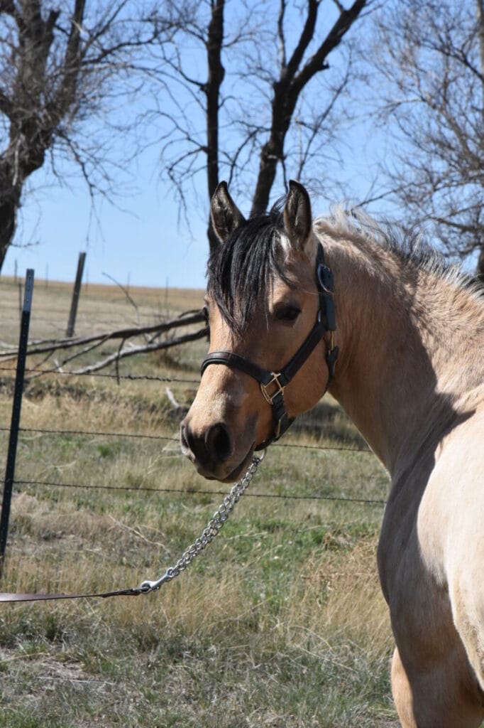 2018 Red roan stallion. Sire: Freckles Ta Fame. Dam: Streakin French Grey Streak of Fling x French TJ Grey