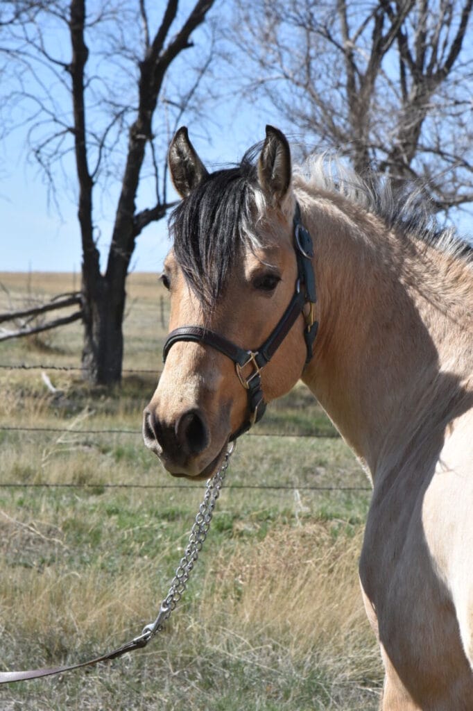 2018 Red roan stallion. Sire: Freckles Ta Fame. Dam: Streakin French Grey Streak of Fling x French TJ Grey