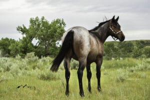 Sugar Irish Oak – Reference Sire