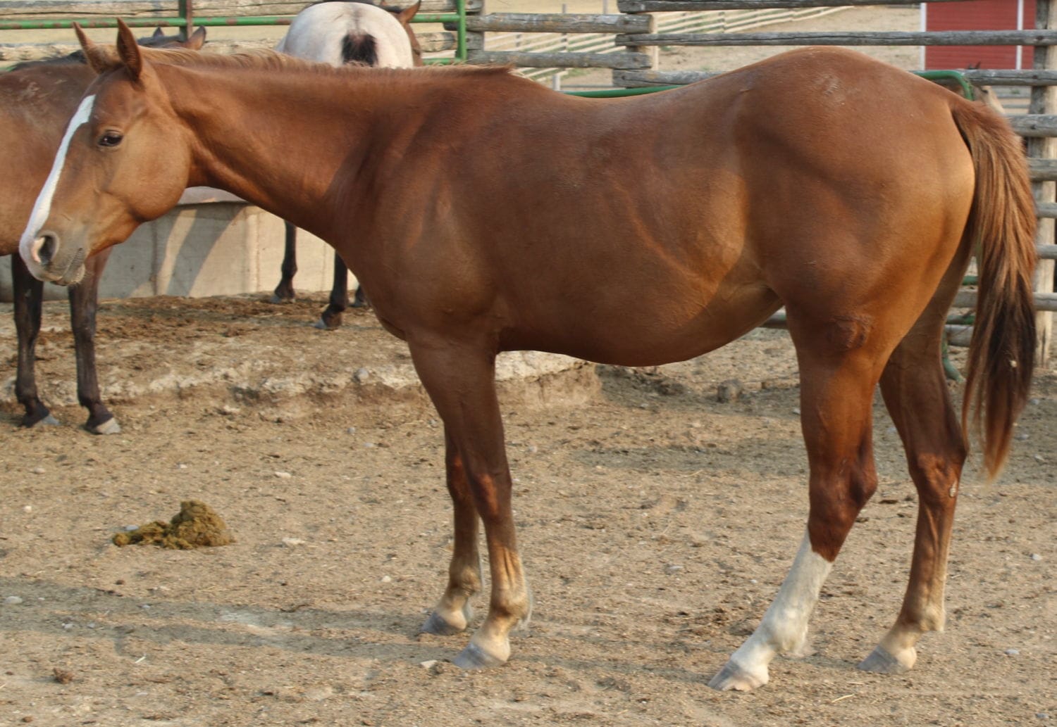 Dr Nick Bar Granddaughter AQHA filly