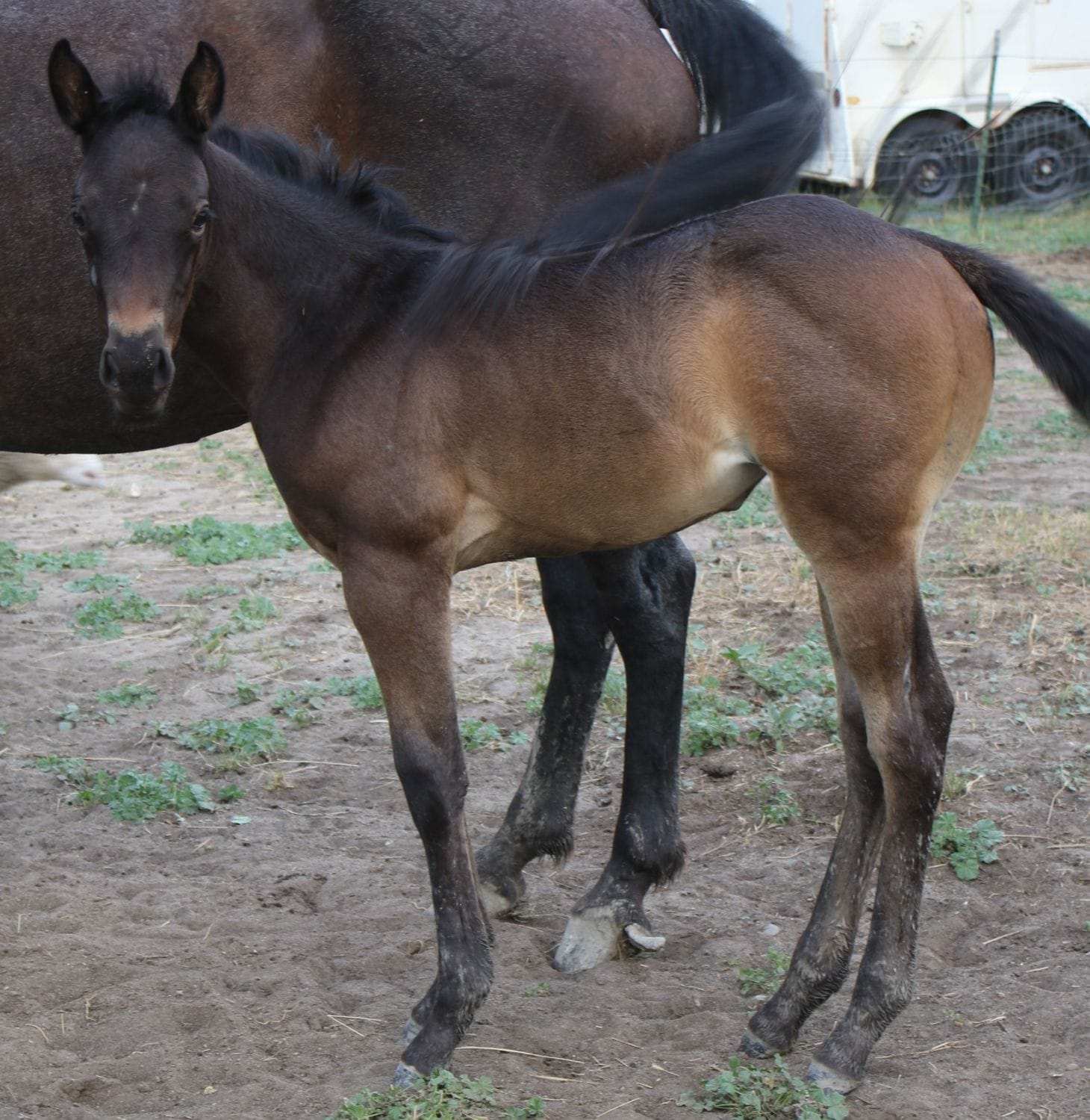 Sanrose Blue Colonel x MRI Frosted Breeze’s 2021 – sold