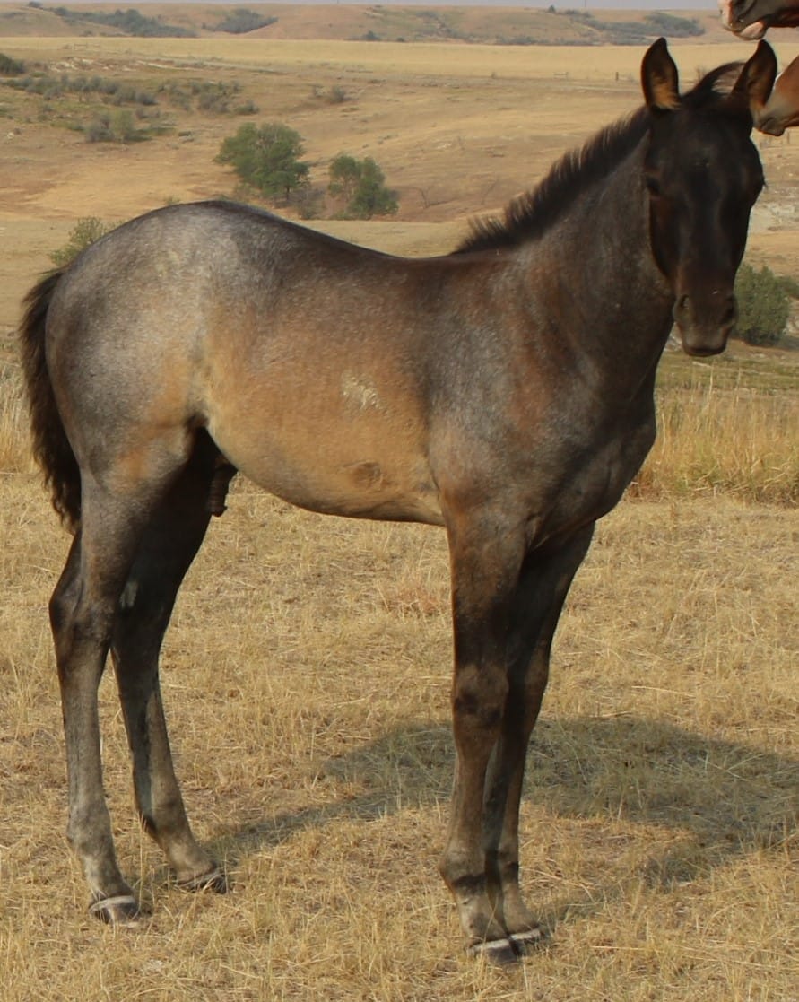 MRI Colonel Cowboy – sold