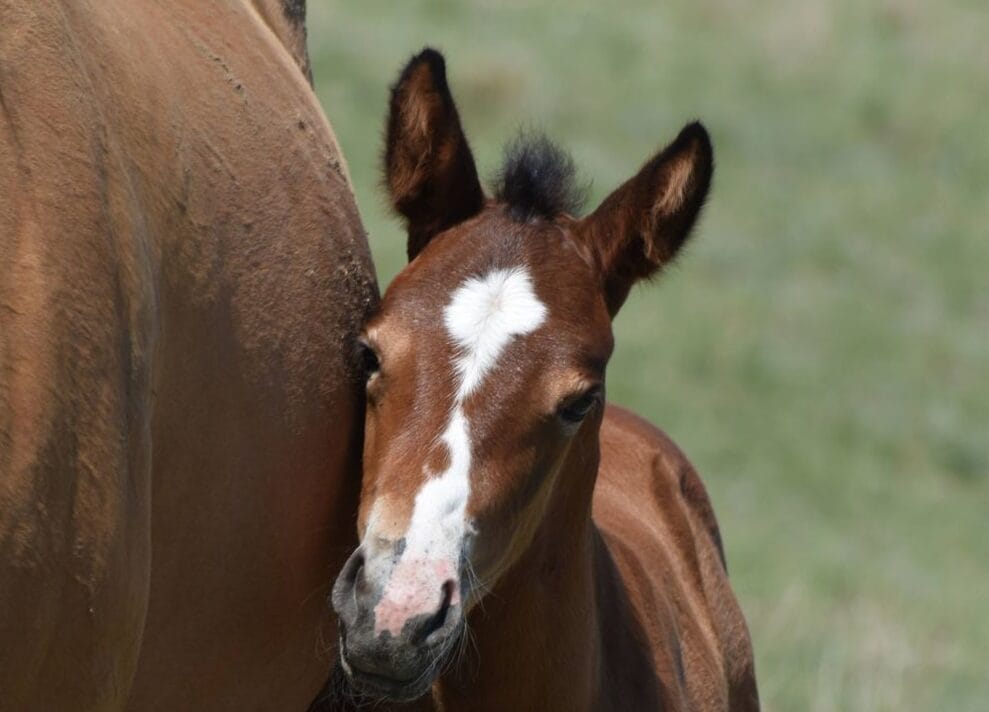 Cute Quarter Horse foal