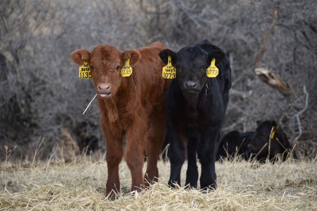 Animal Identification is Livestock Security