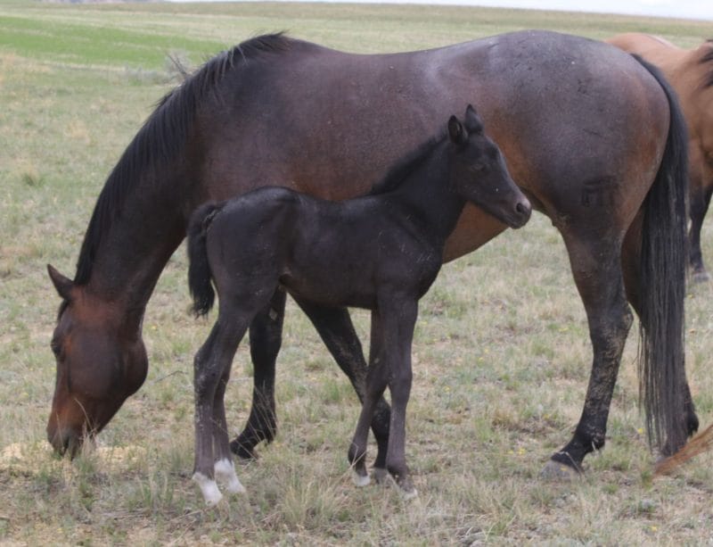 quarter horse foal