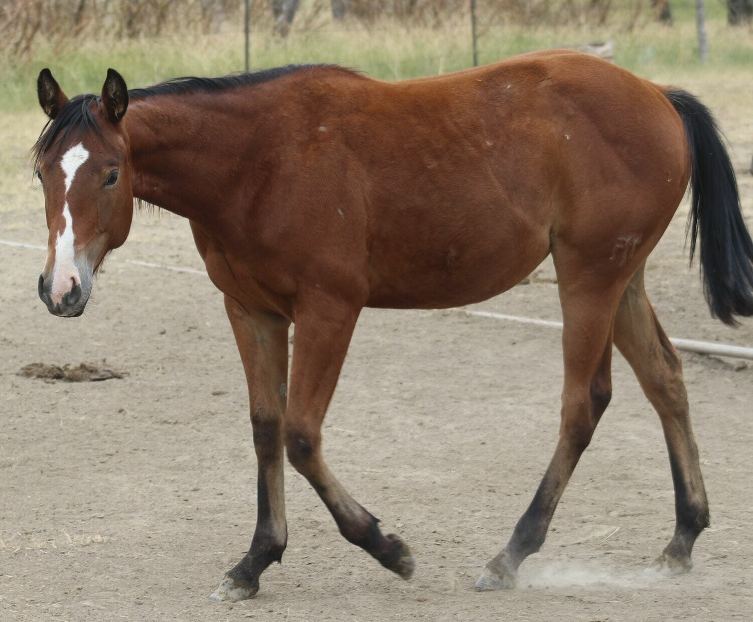 MRI Fancy Image – sale pending