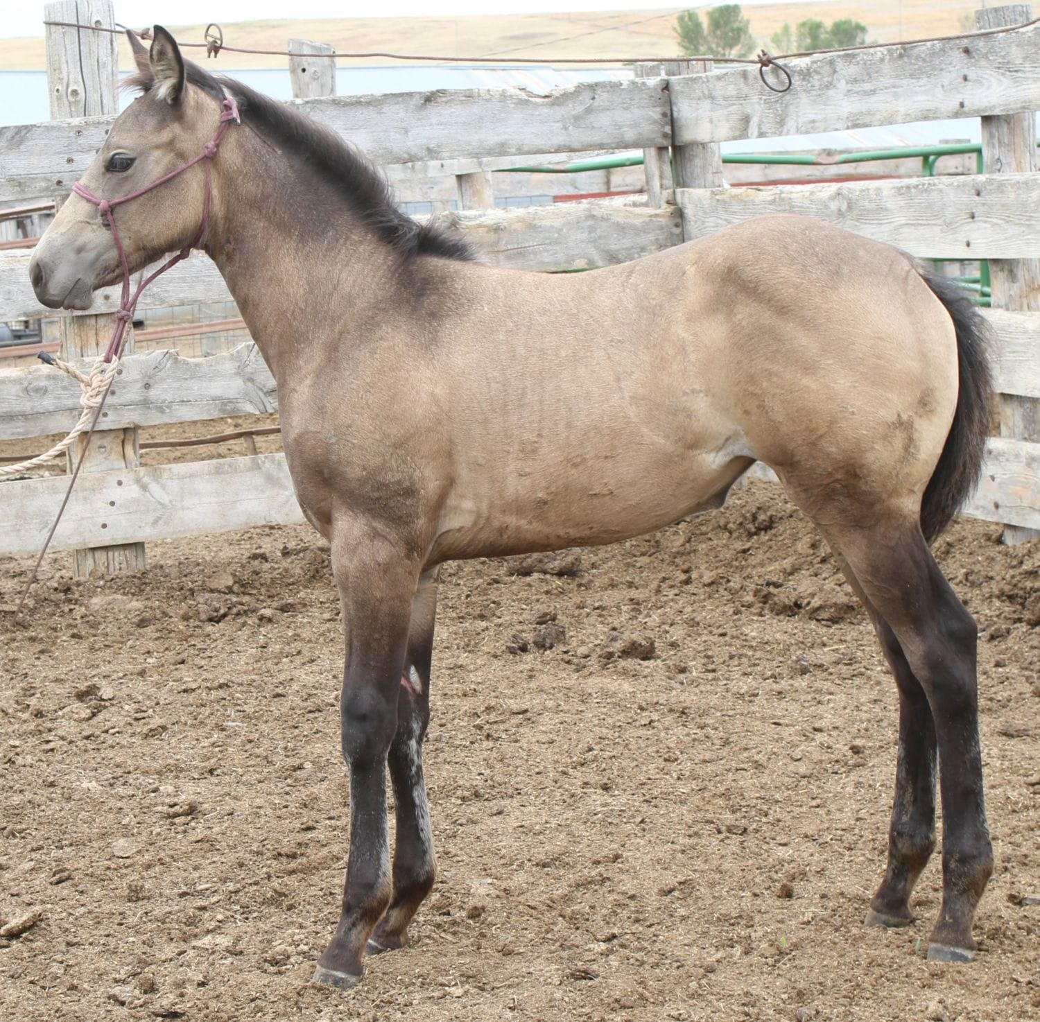 MRI Glossy Lace – sold