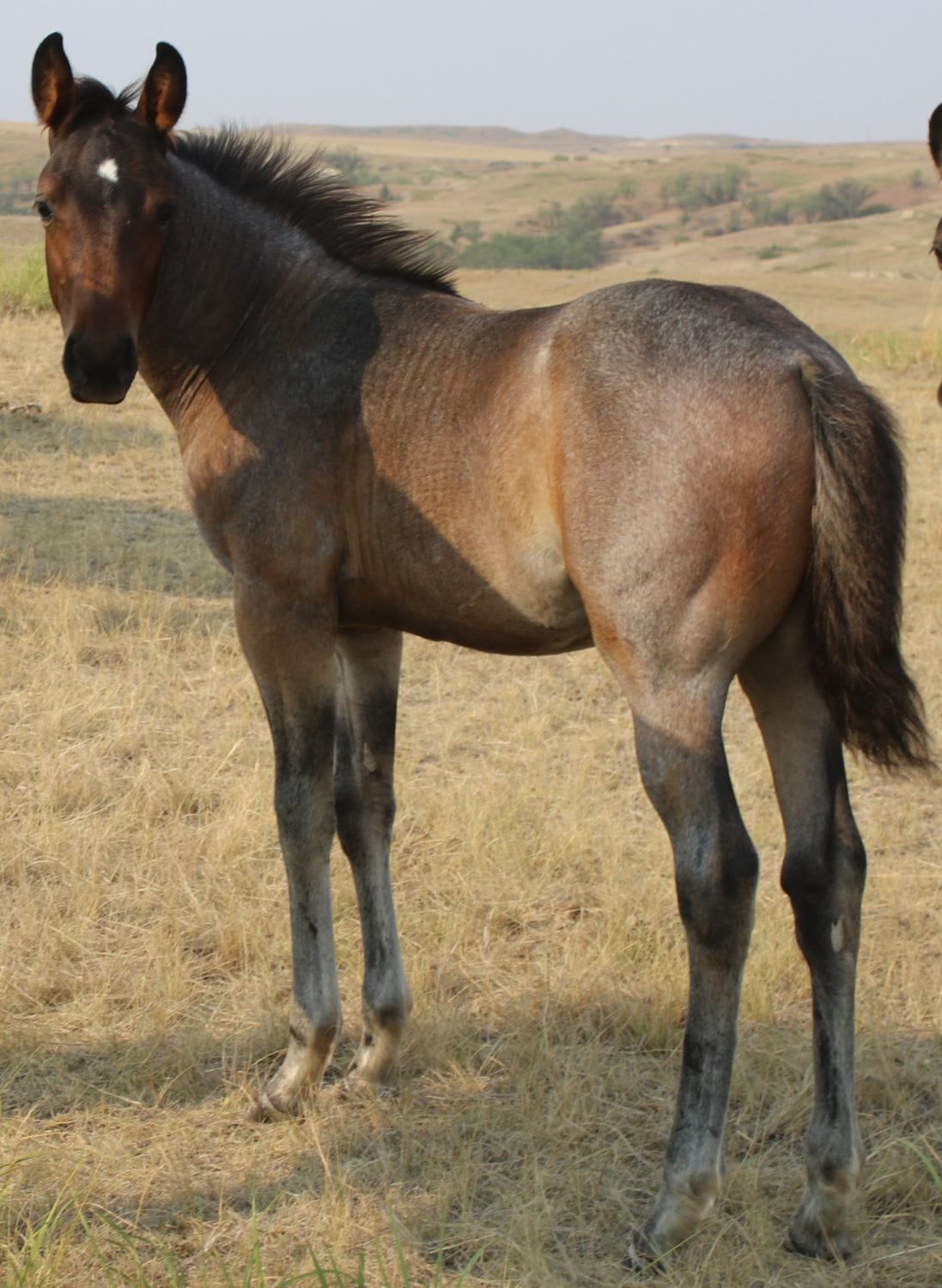 MRI Sanrose Champion – sold