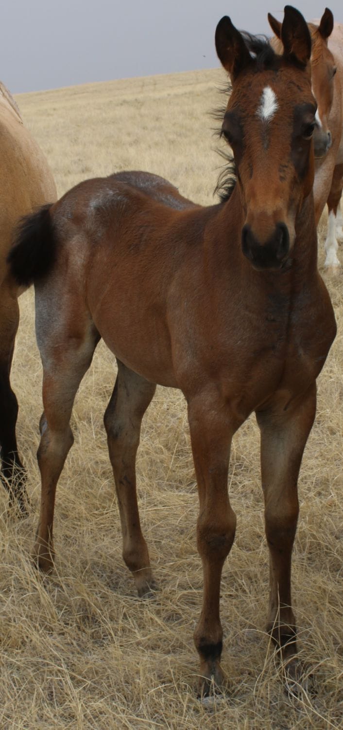 MRI Irishshewasblue (Gritty)