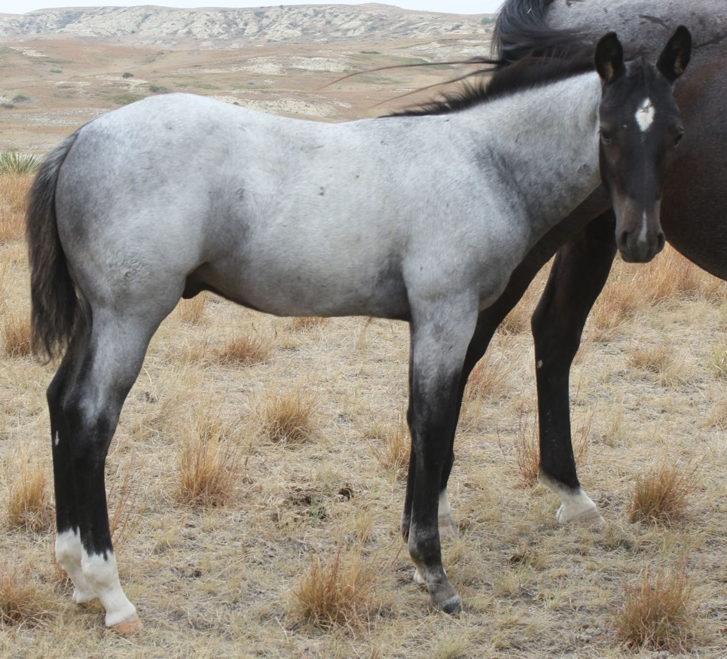 MRI Fire N Ice – sold