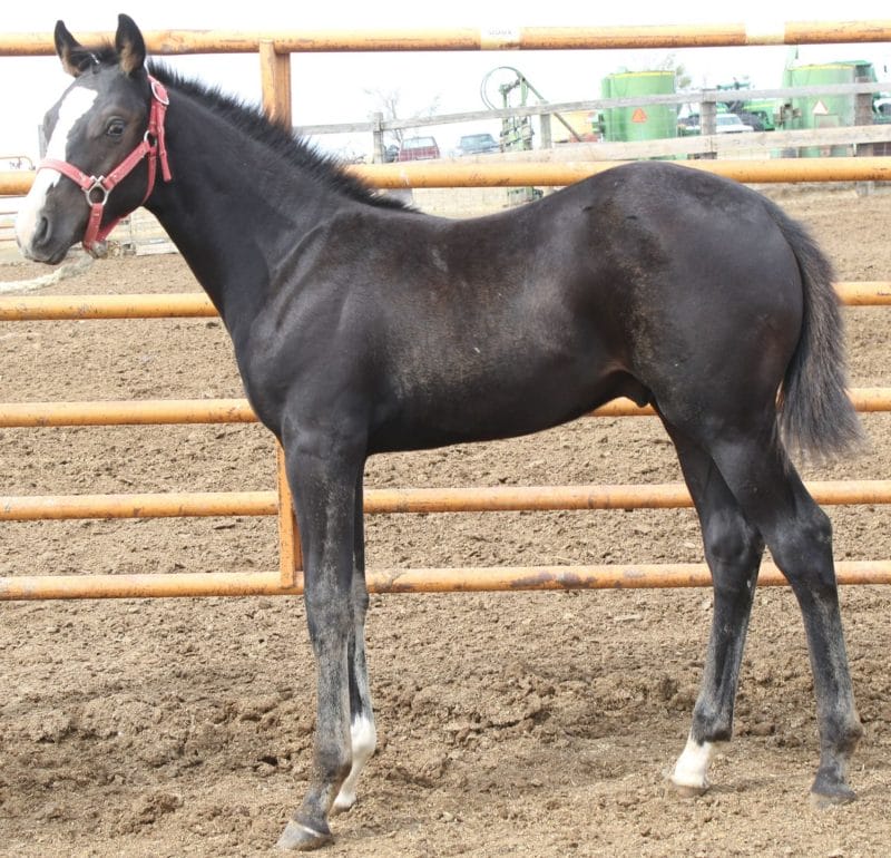 2021 Reined cow horse prospect deluxe!