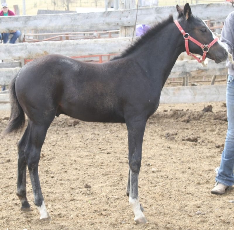 2021 Reined cow horse prospect deluxe!