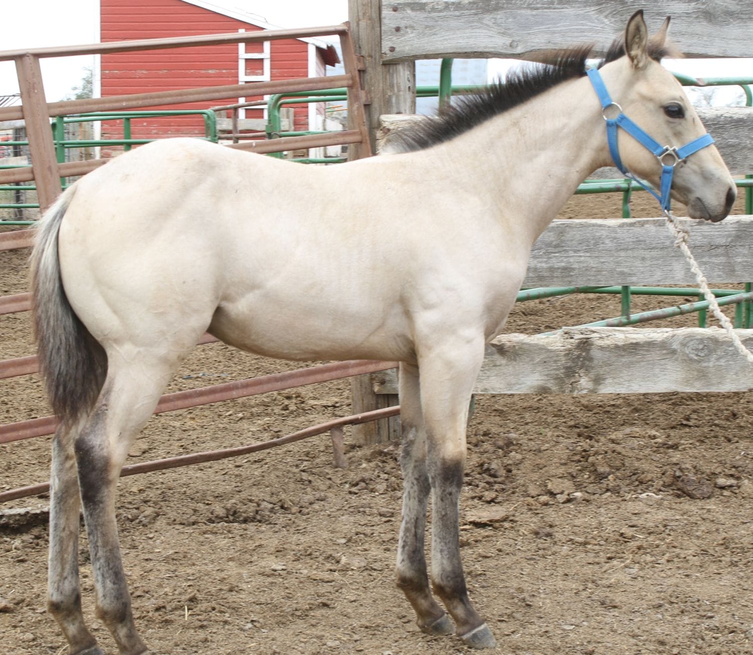 MRI Untamed Spirit – sold