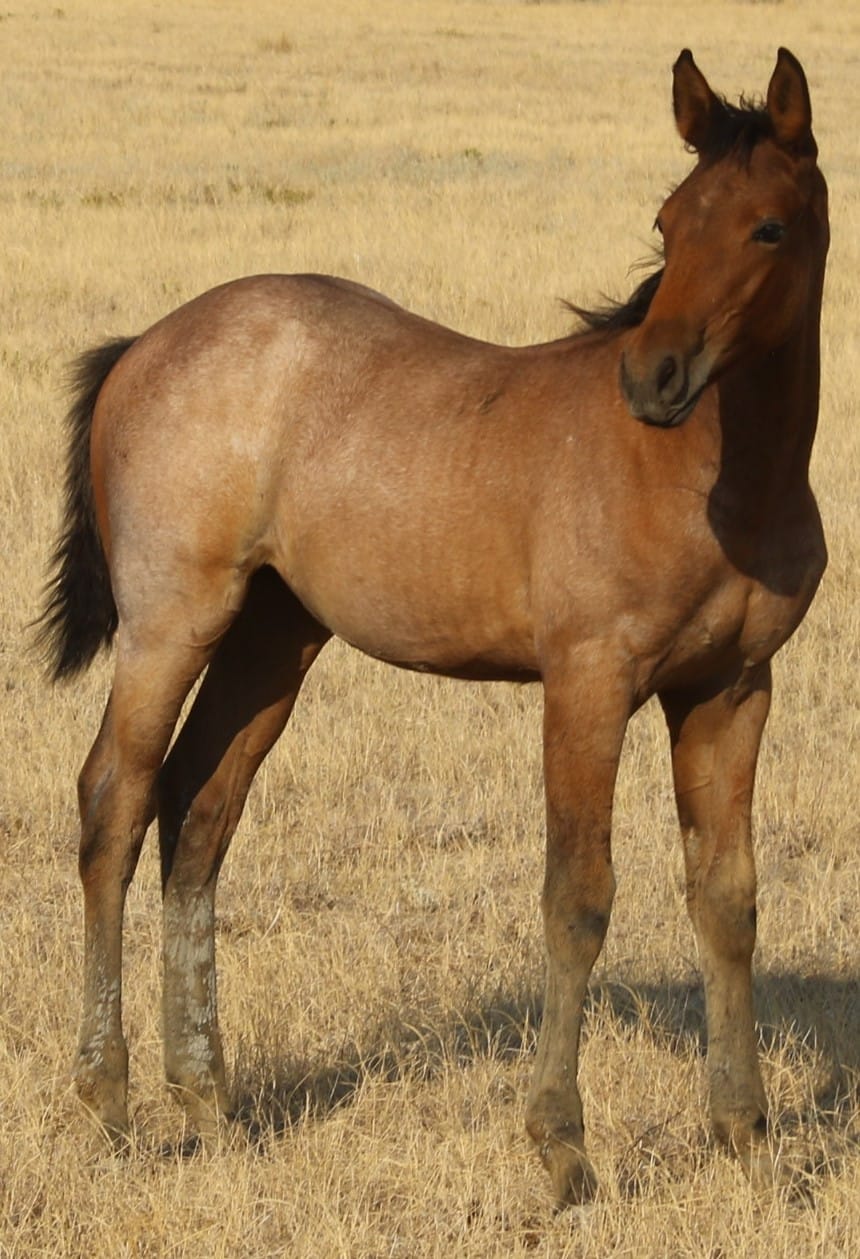 MRI Country Girl – sold