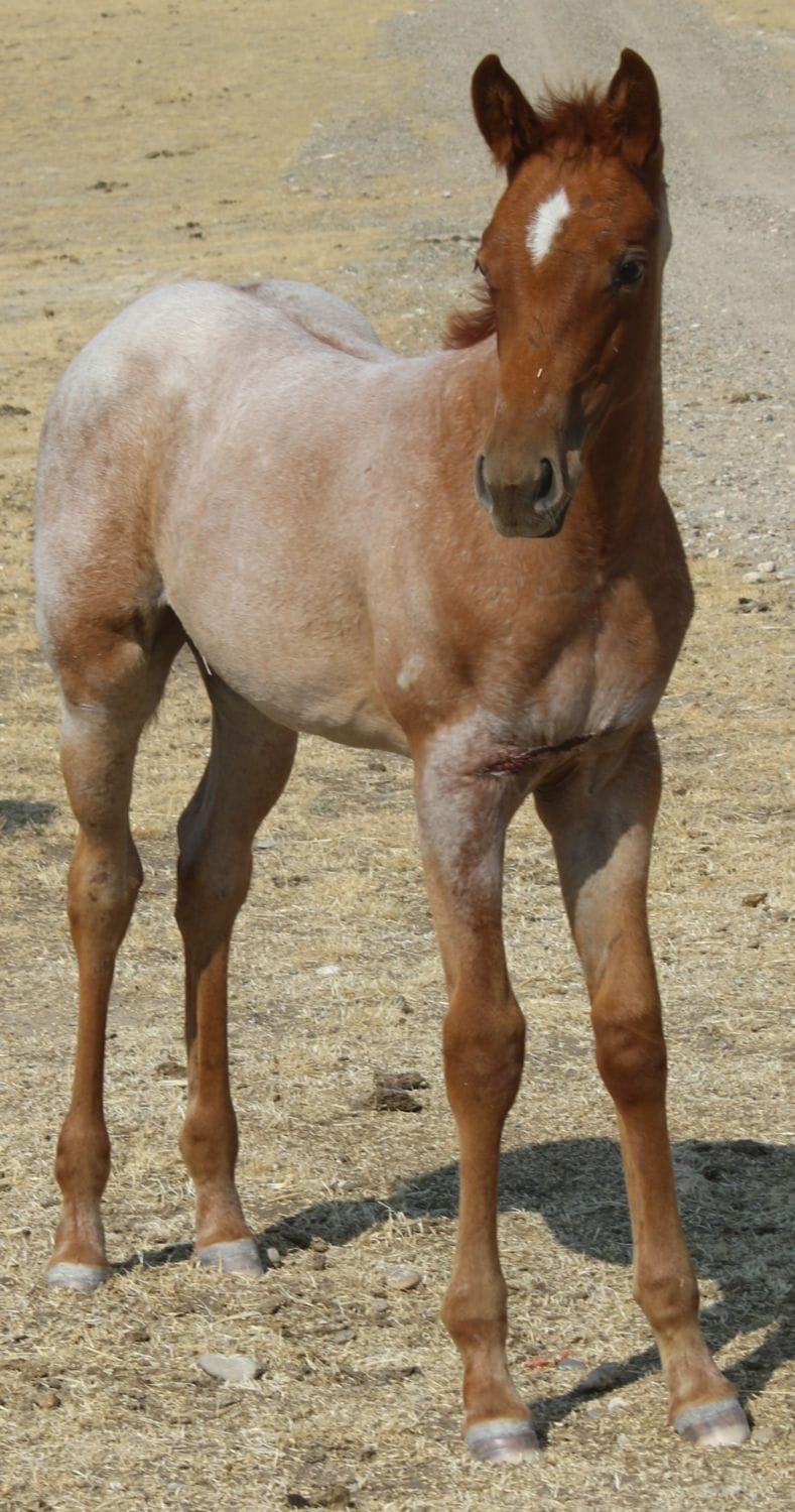 MRI Colonels Cowgirl – sold