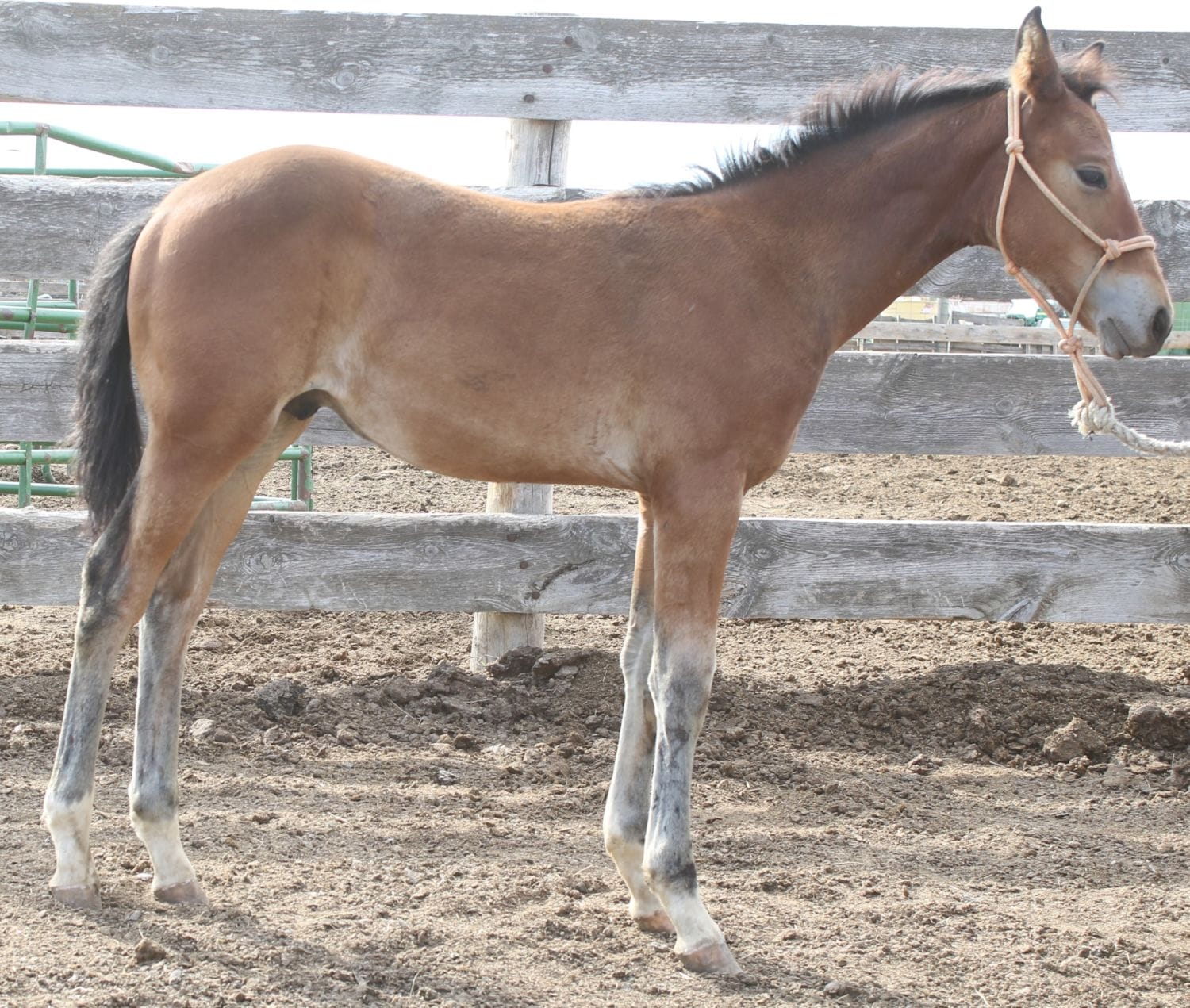 MRI Smooth Tyler – sold to MT