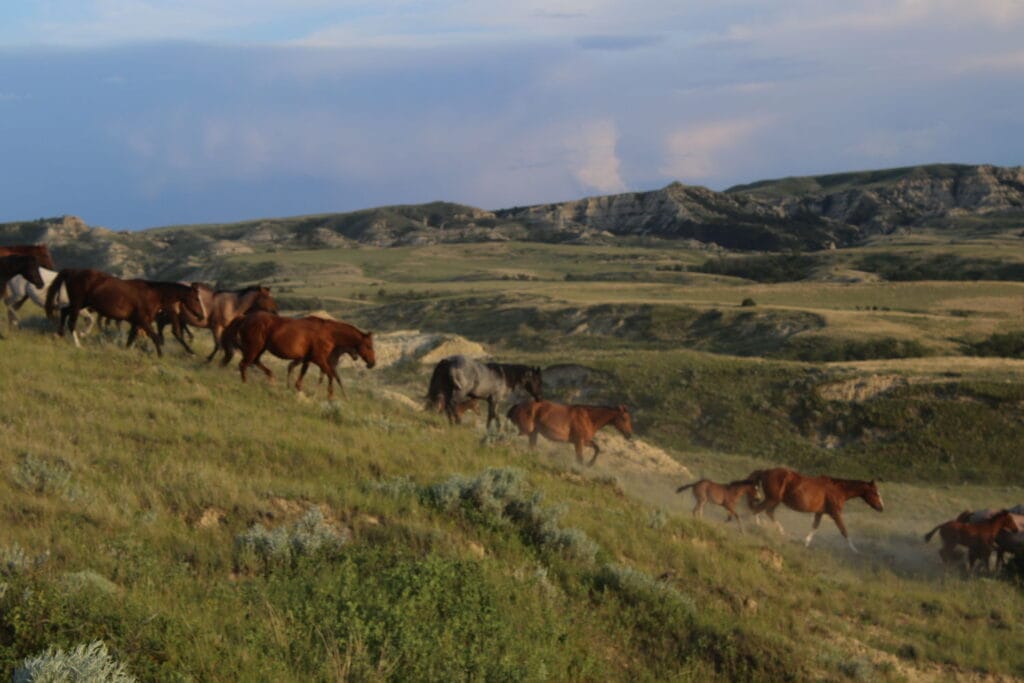 Mahlstedt Ranch was honored to be featured recently as a Ranching Heritage Breeder on the AQHA website and social media pages.