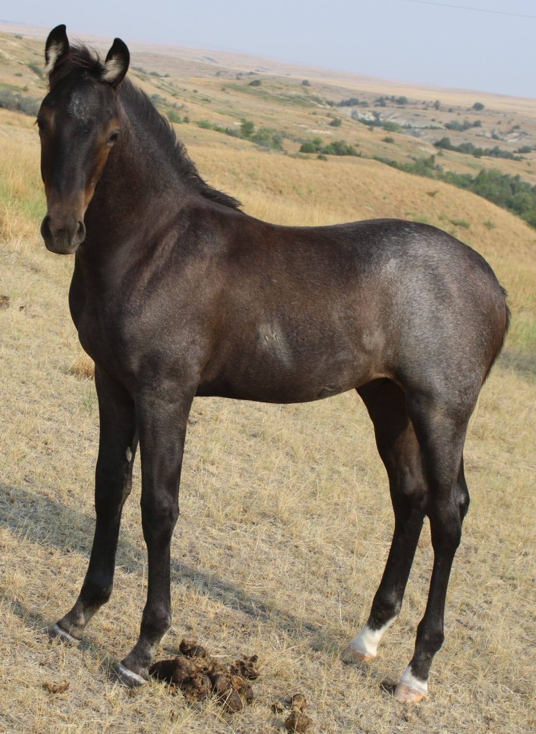 MRI Col Roosevelt – sold