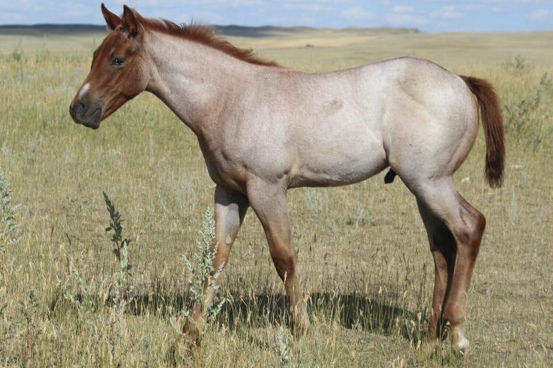 Red roan Quarter Horse colt