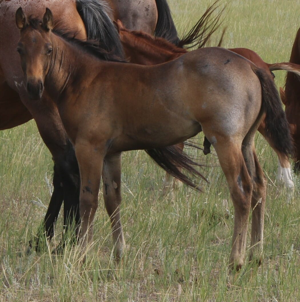 MRI Blue Poco Buck – sold