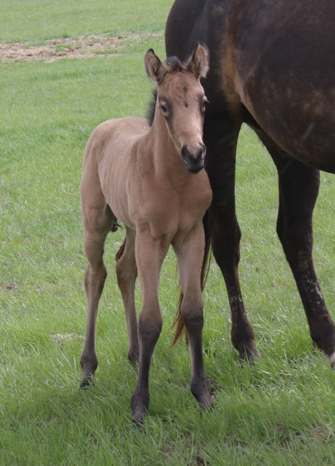 MRI Charming Tana – sold to MT
