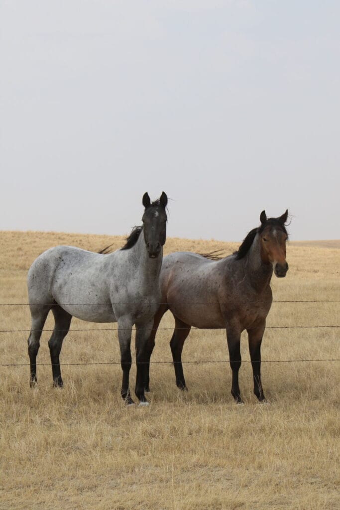 Irish and a mare
