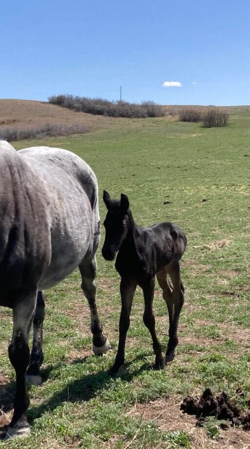 quarter horse filly
