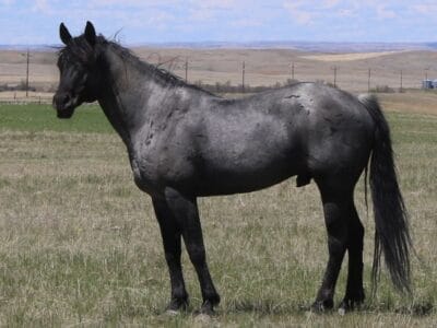 Sanrose Blue Colonel - blue roan cow horse stallion