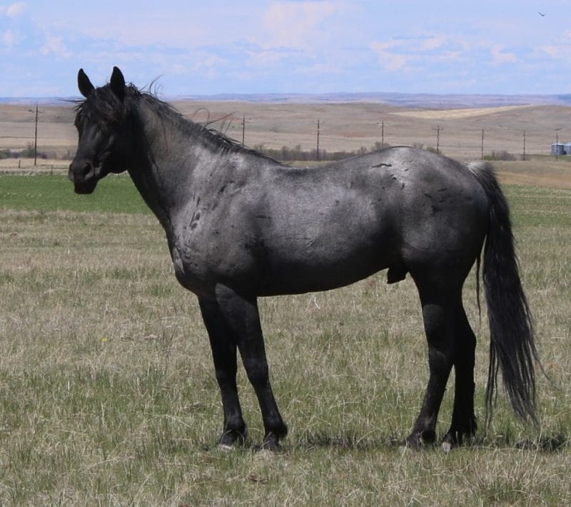 Sanrose Blue Colonel - blue roan cow horse stallion