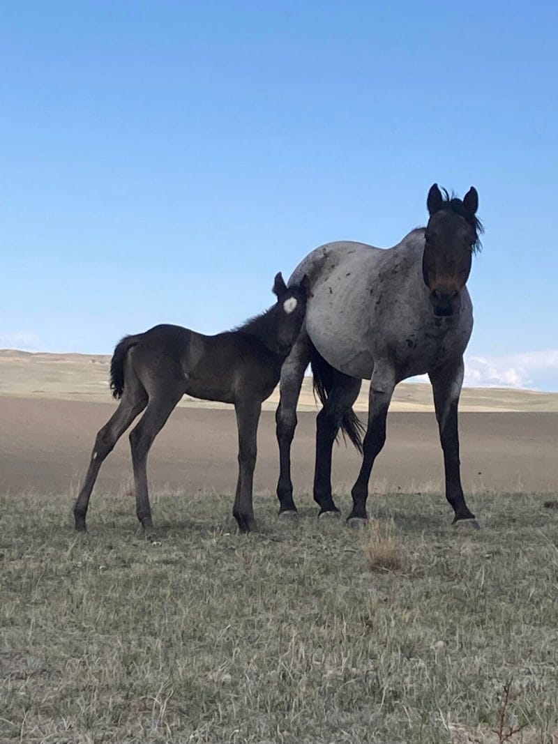 Roan colt
