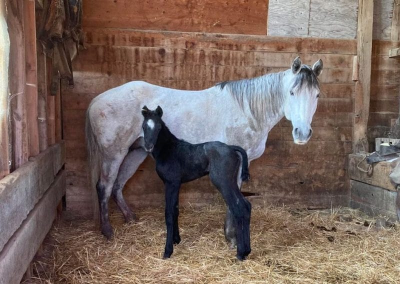 Cricket's Colonel colt