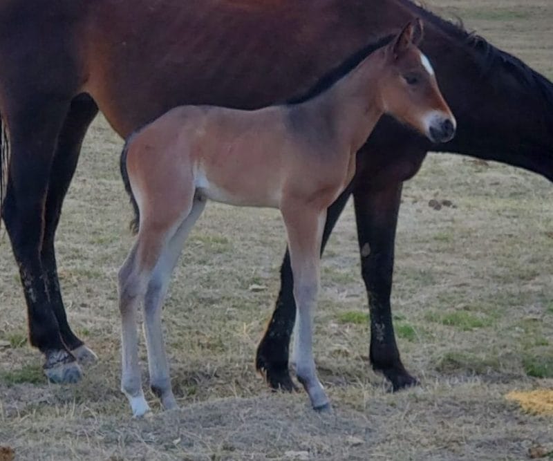 Bay roan quarter horse filly