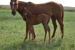 Red roan filly is shapey smart catty and stylish. Bred to run and rope.