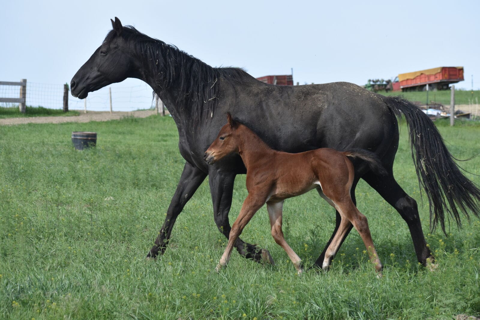 Quarter horse foal