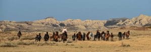 Ranch broodmares coming in