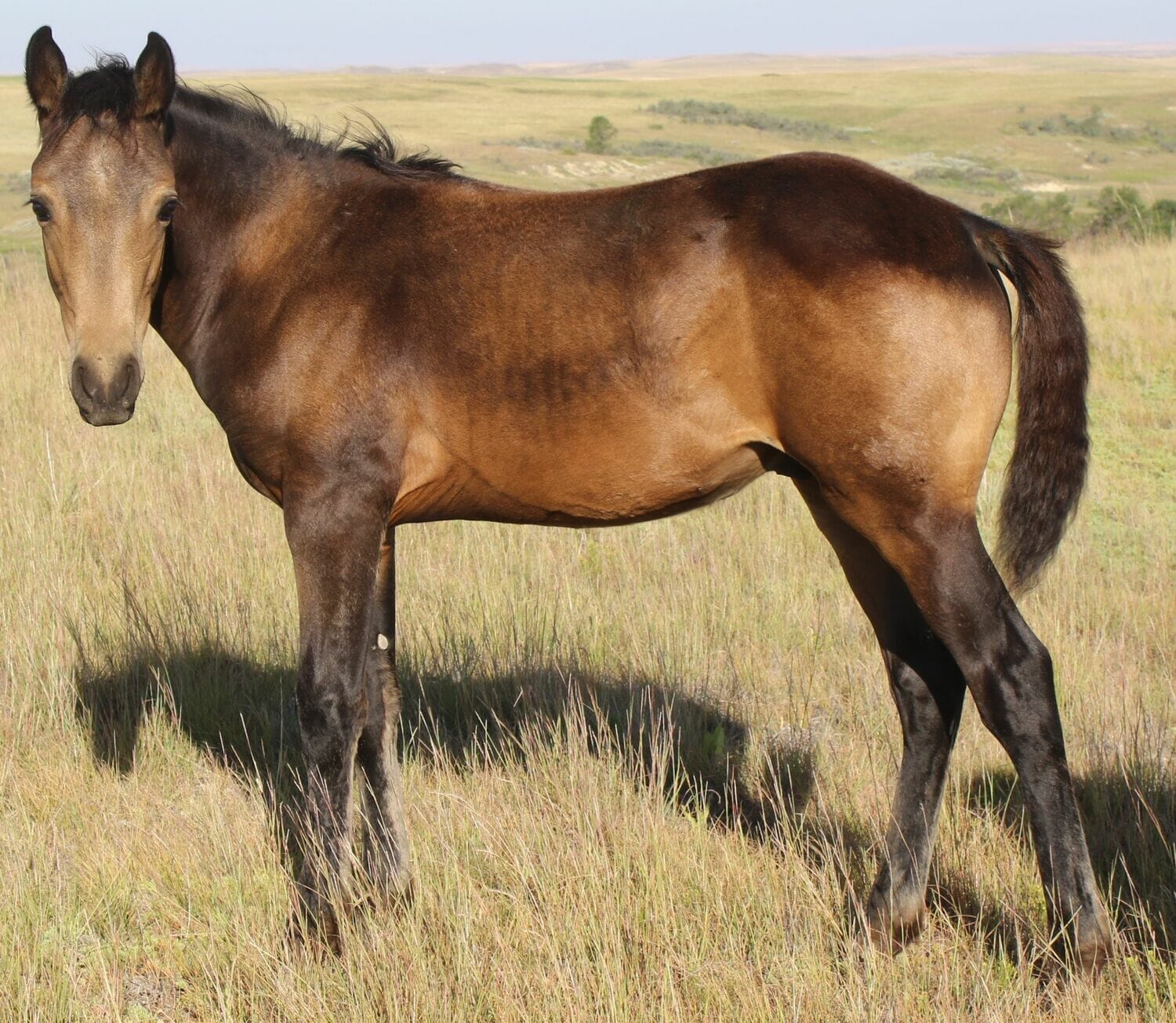 MRI Jacks Lucky Rum – sold to WA