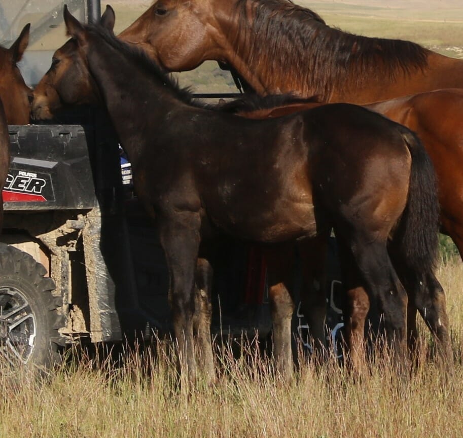 MRI Capable Lad – sold to WY