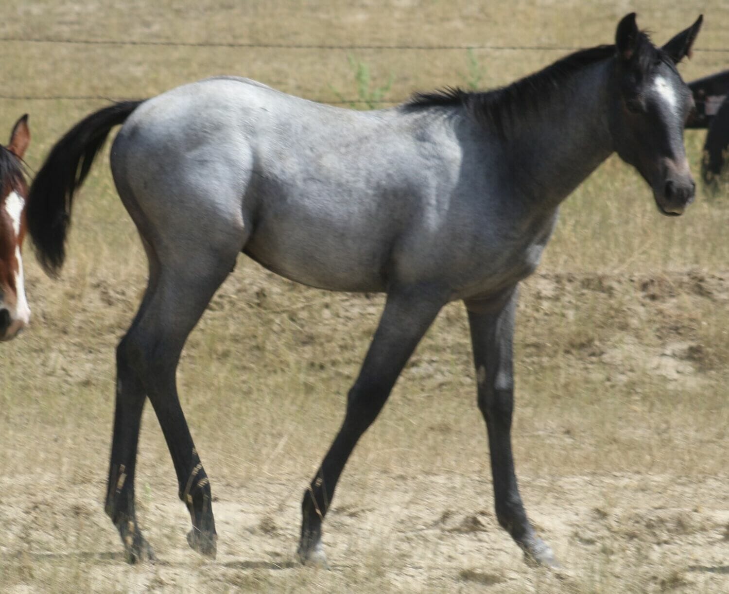 MRI SmoothAsWhiskey – sold to NM