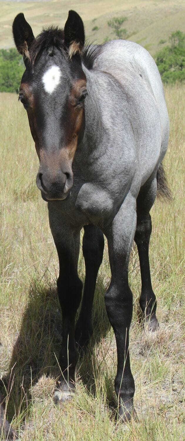 MRI Sauced on Santo – sold to WA