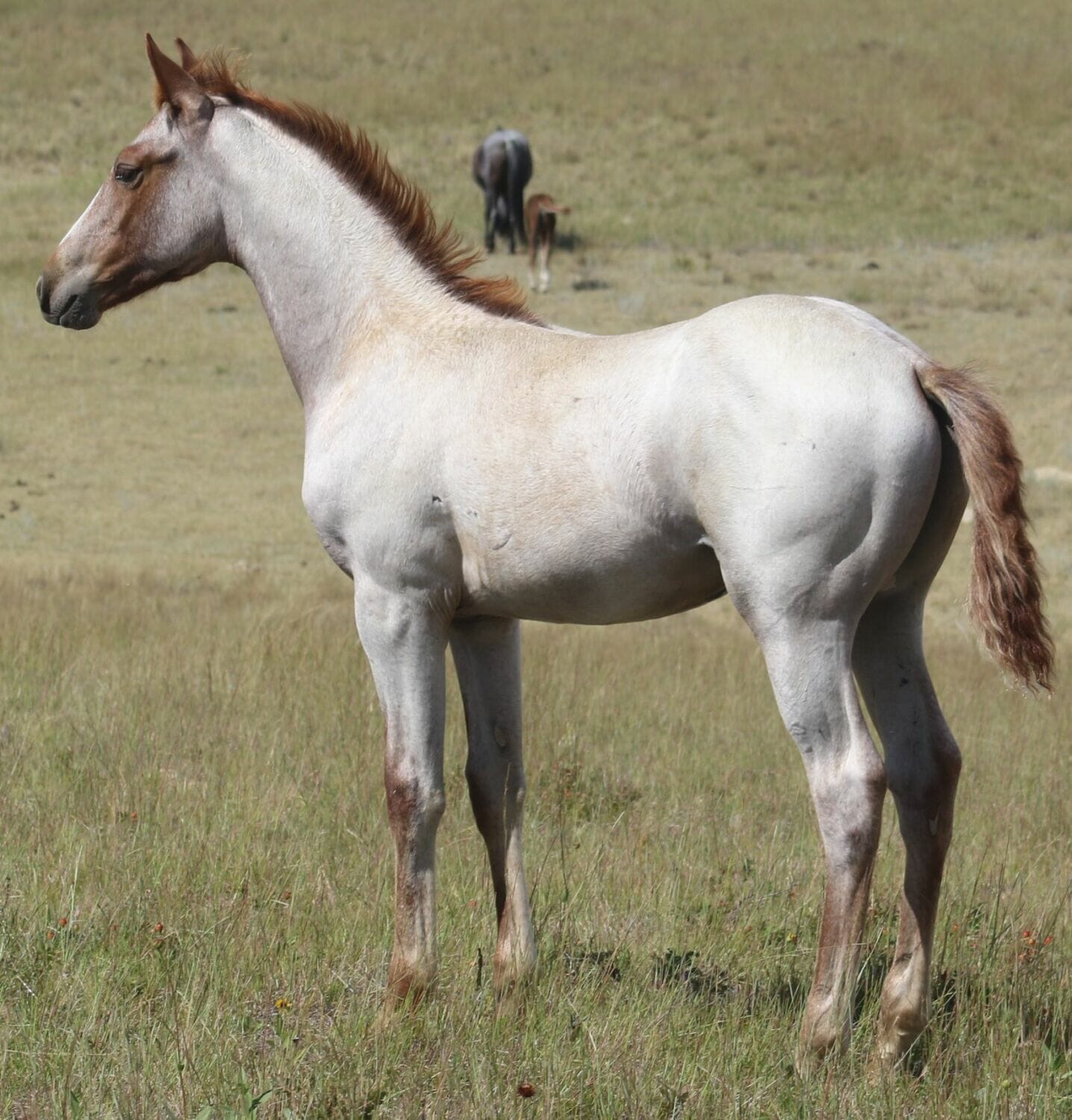 MRI Red White N Roan –  sold