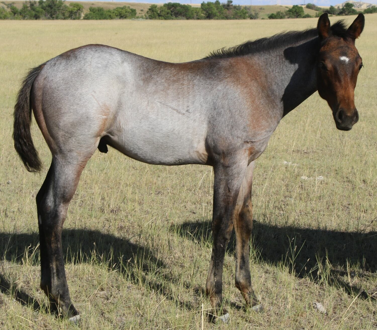 MRI Blue Oak Whiskey – sold to NV