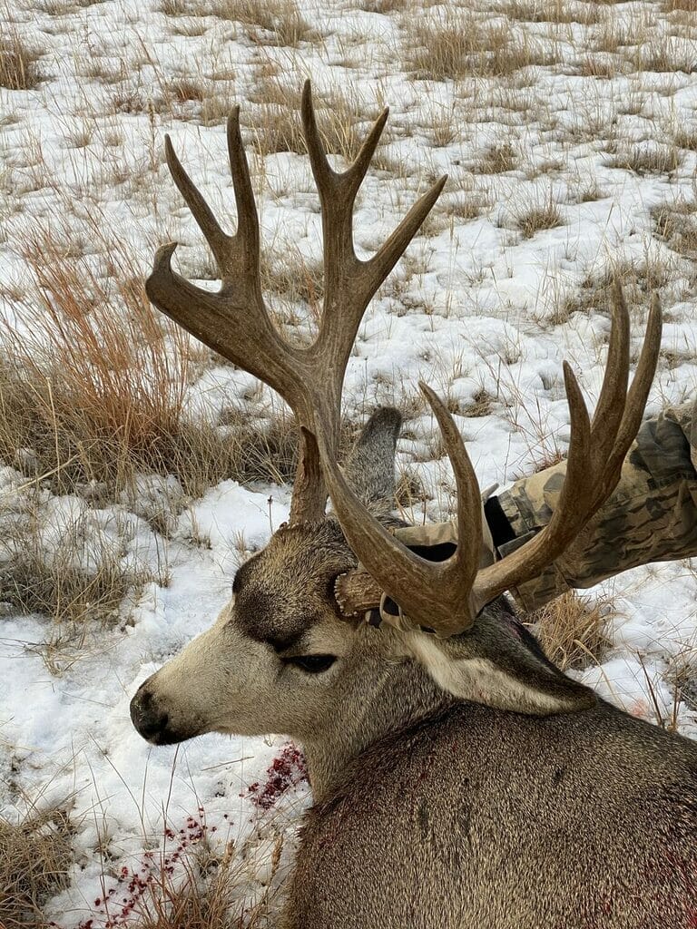 deer hunting,antelope hunting,bird hunting,wild turkey hunting,big game hunting adventures,hunting in Montana